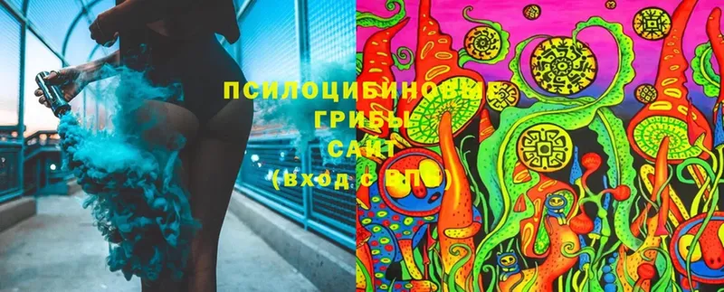 что такое   Ершов  Псилоцибиновые грибы Cubensis 